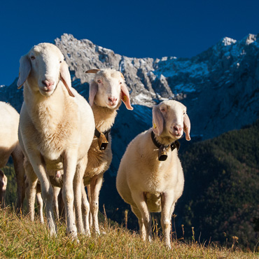 Karwendel, Berge, Schafe, weißes, Bergschaf, Mittenwald