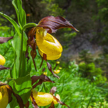 Der Gelbe Frauenschuh (Cypripedium calceolus) ist eine Orchidee