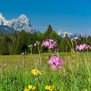 Blumenwiese Alpen
