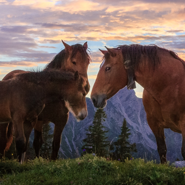 Pferde am Simetsberg bei Sonnenuntergang