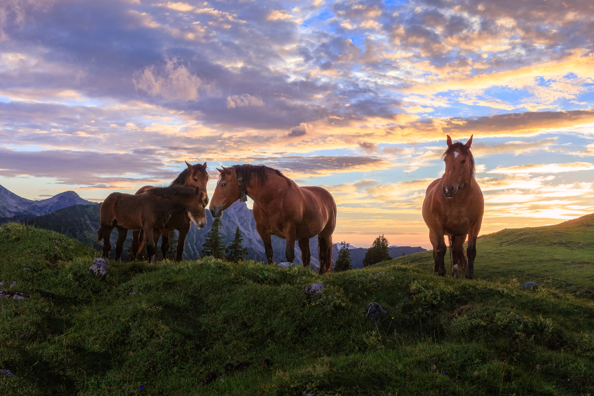 Pferde auf der Alm am Simetsberg. Pferde mit Fohlen. Pferdeglück.