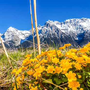 Sumpfdotterblumen(Caltha palustris) vor dem Karwendel - Wörner, Tiefkarspitze und Westliche Karwendelspitze