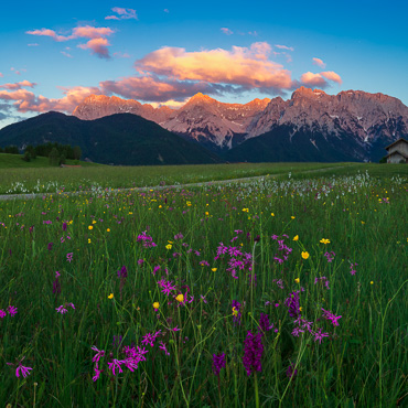 Blumenwiese vor dem Karwendel